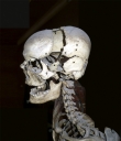 Esqueleto humano montado (adquirido em 1883 à Casa Tramond, Paris)