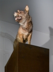 Lobo Ibérico, <em>Canis lupus signatus</em> (foto: Fernando Guerra)