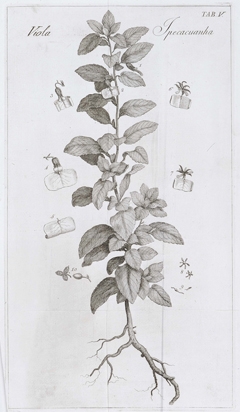Ipecacuanha, D. Vandelli, Florae Lusitanicae et Brasiliensis specimen, Coimbra, 1788