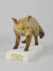 Vulpes vulpes (Linnaeus, 1758) - ZOO.0002897 - Coimbra, 1881 / juvenil