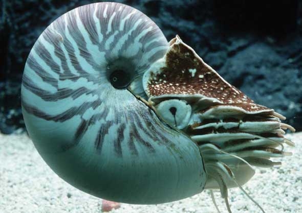 Imagem do cefalpode Nautilus, um fssil vivo que possui um olho simples, tipo cmara, sem qualquer lente. [Monterey Bay Aquarium, California]