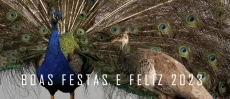 BOAS FESTAS E FELIZ 2023