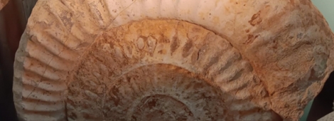 APODEROCERAS: OS SUBMARINOS DA PALEONTOLOGIA