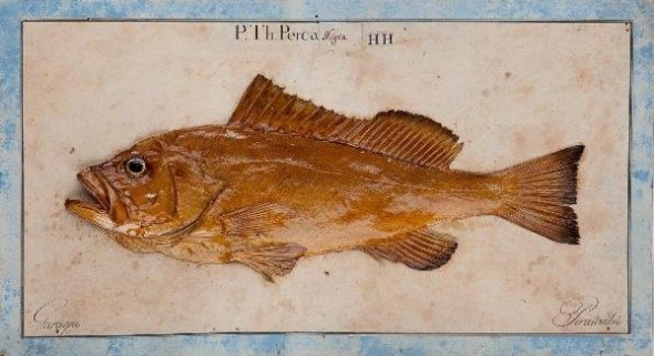Peixe recolhido por Alexandre Rodrigues Ferreira durante as suas Viagens Filos�ficas