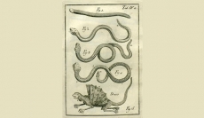 EX LIBRIS VANDELLII