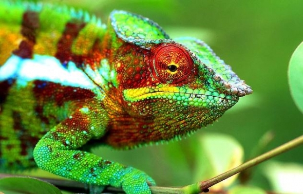 Cam�l�on panth�re (Furcifer pardalis) Autor: Jean-Louis Vandeviv�re