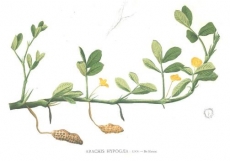Evoca&ccedil;&atilde;o da vida e da obra de Domingos Vandelli (1730-1816), nos 200 anos da sua morte