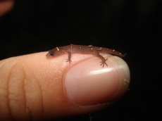 Ci&ecirc;ncias, paradigmas, participa&ccedil;&atilde;o social� Qual(is) a(s) estrat&eacute;gias mais adequada(s) para a conserva&ccedil;&atilde;o da biodiversidade?