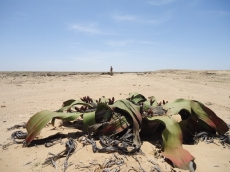 Welwitschia mirabilis: um ser vivo milenar do deserto de Mo&ccedil;amedes