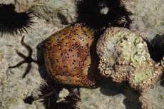 A RELEV&Acirc;NCIA DA BIODIVERSIDADE DOS ECOSSISTEMAS COSTEIROS