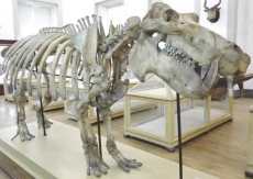 O mist&eacute;rio do esqueleto do Hipop&oacute;tamo do Museu da Ci&ecirc;ncia