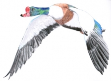 venho de longe - aves migrat&oacute;rias 
