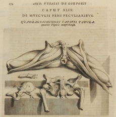 A anatomia na Reforma Pombalina