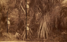 HIST&Oacute;RIAS DE EXPEDI&Ccedil;&Otilde;ES BOT&Acirc;NICAS  | CICLO DE PALESTRAS