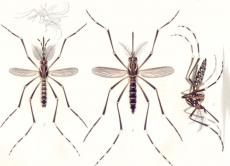 O mosquito Aedes aegypti e o perigo iminente de transmitir doen&ccedil;as na Europa
