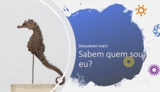 SABEM QUEM SOU EU? � DESAFIO 2