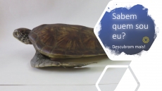 SABEM QUEM SOU EU? � DESAFIO 5