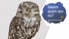 SABEM QUEM SOU EU? � DESAFIO 6
