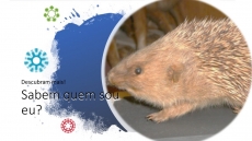 SABEM QUEM SOU EU? � DESAFIO 10