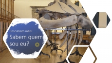 SABEM QUEM SOU EU? � DESAFIO 11