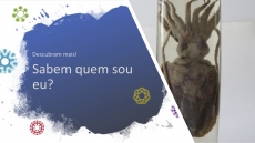 SABEM QUEM SOU EU? � DESAFIO 14