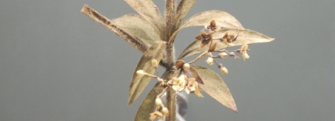 "Rubia tinctorum" - da fam&iacute;lia da quineira e da planta do caf&eacute;, sabe o que &eacute;?