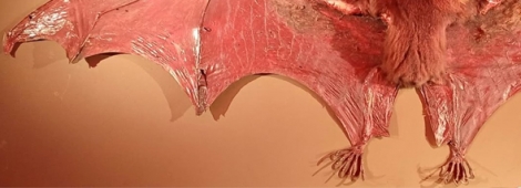 Pteropus vampyrus: UM �VAMPIRO� QUE N&Atilde;O BEBE SANGUE! 