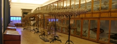 VISITAS &Agrave; GALERIA DE ZOOLOGIA